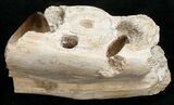 Awe Inspiring Mosasaur (Prognathodon) Jaw Section - #17376-3